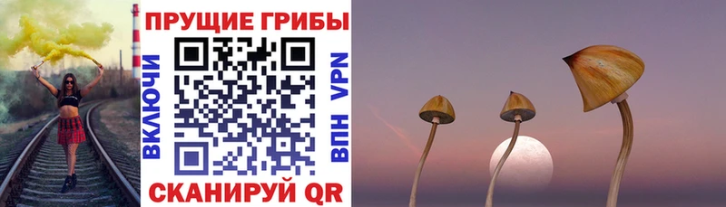 Псилоцибиновые грибы Psilocybe закладка Моршанск